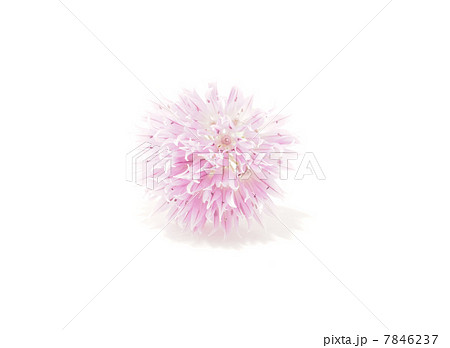 Flower blooming onion on a white background 7846237