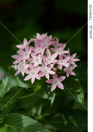 ペンタス 和名は草山丹花クササンタンカと申します。 ペンタス 和名は草山丹花クササンタンカと申します。 7846436