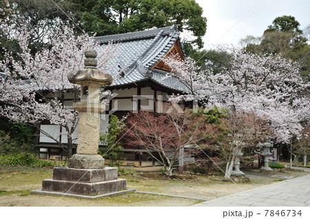 京都　光明寺の春 7846734