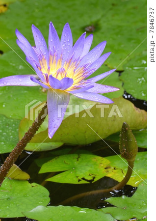 スイレン 7846737