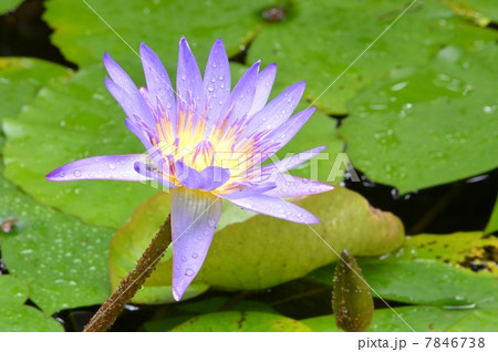 スイレン 7846738