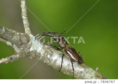 ミヤマクワガタ ミヤマクワガタ 7846767