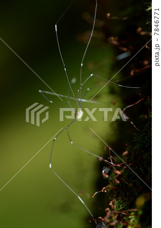 ザトウムシ ザトウムシ 7846771