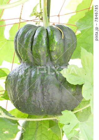 鹿ケ谷カボチャ 7846785