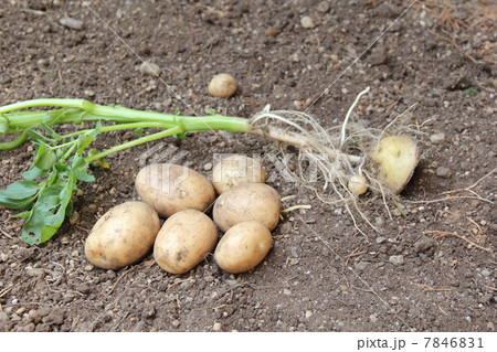 新じゃがの収穫 新じゃがの収穫 7846831