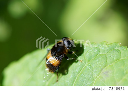 チョットおデブな大花虻 7846971