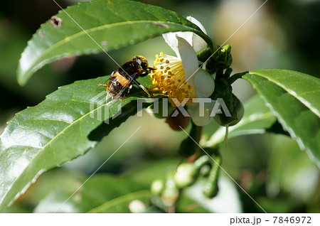 大花虻と茶の花 7846972