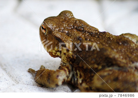 Ugly frog 7846986