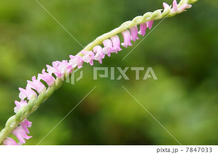 茎がねじれて咲く珍しいランの仲間「ネジバナ」:モジズリ 茎がねじれて咲く珍しいランの仲間「ネジバナ」:モジズリ 7847033