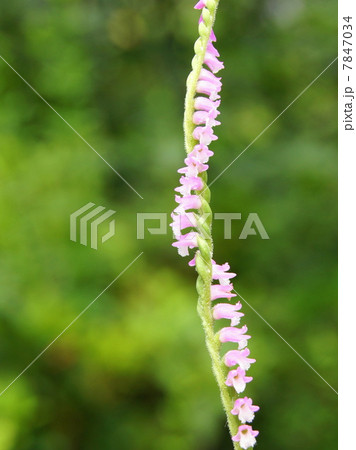 茎がねじれて咲く珍しいランの仲間「ネジバナ」:モジズリ 茎がねじれて咲く珍しいランの仲間「ネジバナ」:モジズリ 7847034