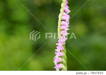 茎がねじれて咲く珍しいランの仲間「ネジバナ」:モジズリ 茎がねじれて咲く珍しいランの仲間「ネジバナ」:モジズリ 7847035