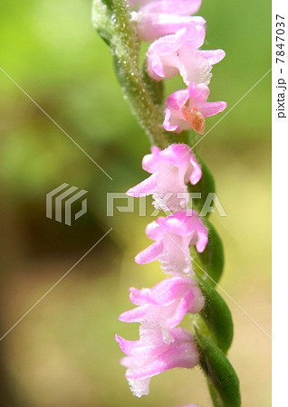 茎がねじれて咲く珍しいランの仲間「ネジバナ」:モジズリ 茎がねじれて咲く珍しいランの仲間「ネジバナ」:モジズリ 7847037