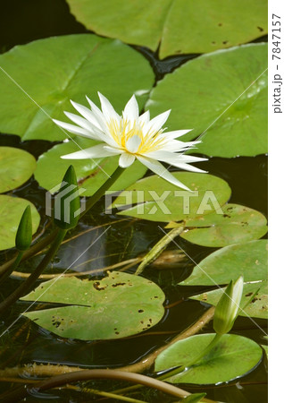 ハスの花咲く 7月 ハスの花咲く 7月 7847157