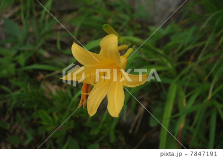 ニッコウキスゲ 7847191