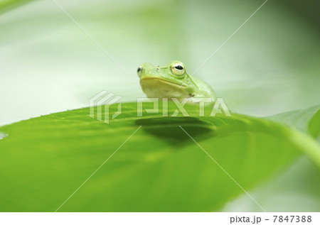 シュレーゲルアオガエル 7847388