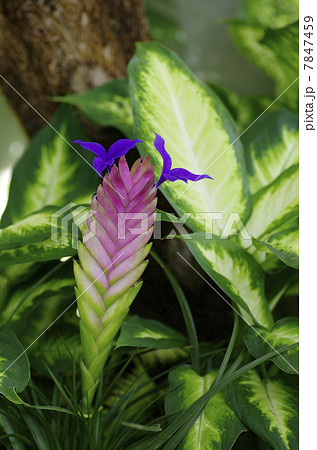 チランジア・キアネア 7847459