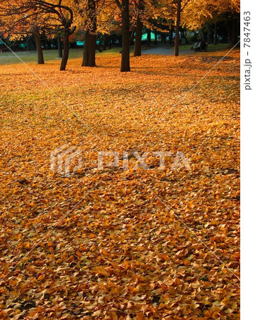 清澄公園の紅葉 清澄公園の紅葉 7847463