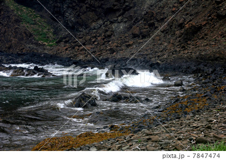 礼文島 澄海岬 礼文島 澄海岬 7847474