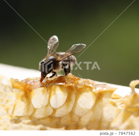 bee bee 7847562