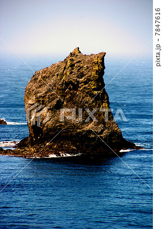 礼文島　猫岩　 7847616
