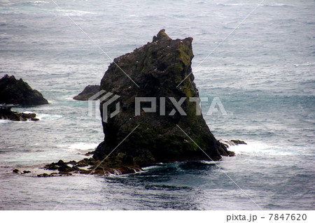 礼文島 猫岩 礼文島 猫岩 7847620