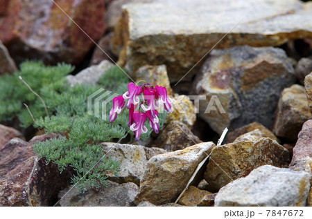 コマクサ 7847672