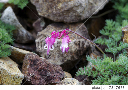 コマクサ コマクサ 7847673