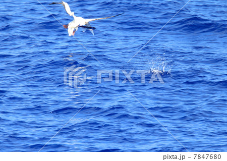 トビウオを追うアカアシカツオドリ 7847680