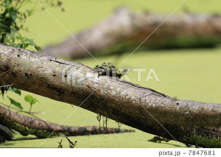 タイワンウチワヤンマ 7847681