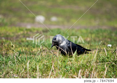 crow on the grass crow on the grass 7847694
