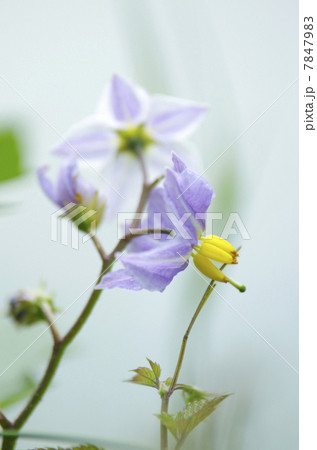 ワルナスビ ワルナスビ 7847983