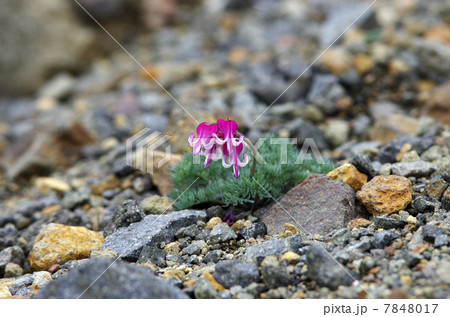 コマクサ 7848017