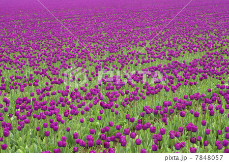 tulips tulips 7848057