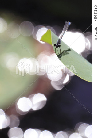 イトトンボ 7848135