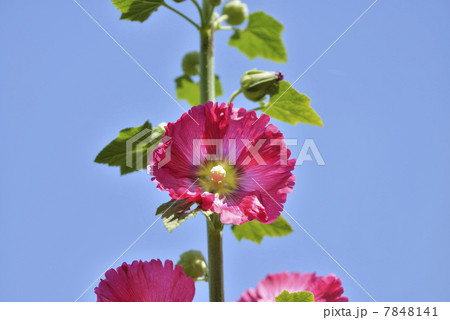 タチアオイ 7848141