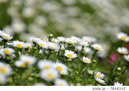 クリサンセマム 7848142