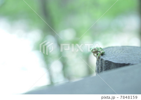 アマガエル 7848159
