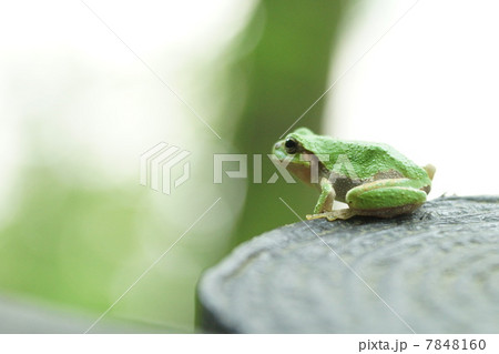 アマガエル アマガエル 7848160