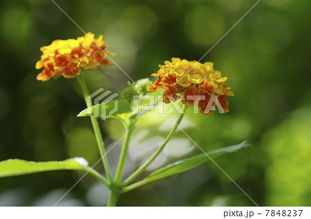 ランタナ 7848237