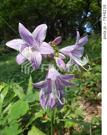 コバギボウシ(小葉擬宝珠) 7848238