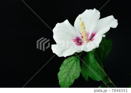 ムクゲの花 7848351