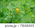 ミニトマト 7848405