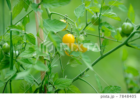 ミニトマト 7848405