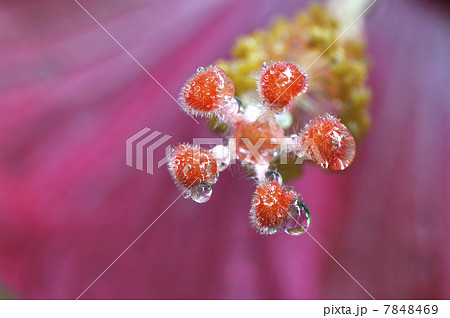 花の上の水滴 7848469