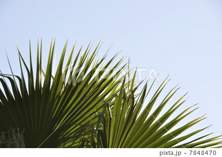ヤシの葉と青空 7848470