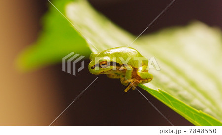 アオガエル 7848550