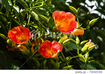 ノウゼンカズラ ノウゼンカズラ 7848590