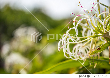 夏井ヶ浜のはまゆう 7848608