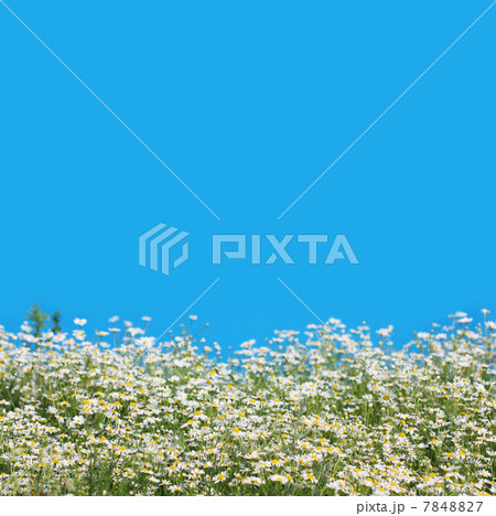 daisies daisies 7848827