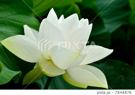 白い蓮 7848876